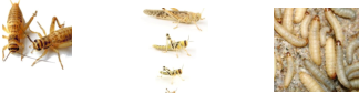Insectes de nourrissage